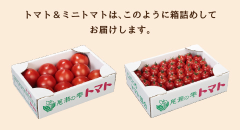 トマト＆ミニトマトは、このように箱詰めしてお届けします。